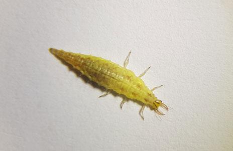 Larva de Chrysoperla pallida con color amarillo por estar en diapausa 