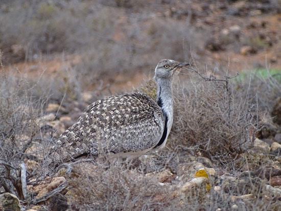 Izquierda, un ejemplar de Hubara canaria fotografiado por Alberto Ucero. A la derecha uno de los grupos de turistas que atraviesan el área de cría de la especie en Lanzarote