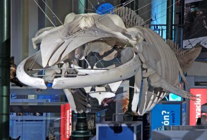 esqueleto de ballena