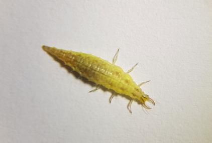 Larva de Chrysoperla pallida con color amarillo por estar en diapausa 