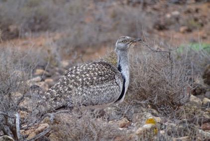 Izquierda, un ejemplar de Hubara canaria fotografiado por Alberto Ucero. A la derecha uno de los grupos de turistas que atraviesan el área de cría de la especie en Lanzarote